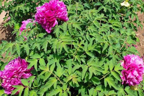 变色牡丹的养殖方法，在生长季节要浇足水分