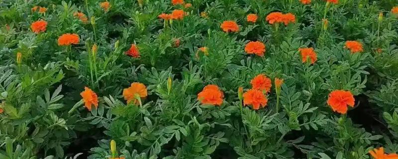 孔雀草怎么种植,上盆后把温度保持在18℃左右