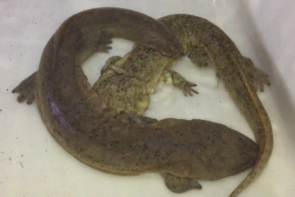 冠纹娃娃鱼好养吗，饲养起来有一定难度