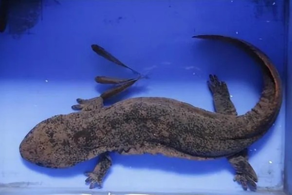 冠纹娃娃鱼好养吗，饲养起来有一定难度