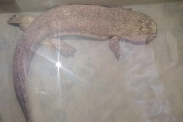 冠纹娃娃鱼好养吗，饲养起来有一定难度