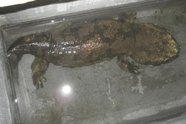 冠纹娃娃鱼好养吗，饲养起来有一定难度