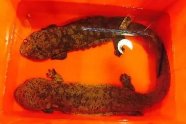 冠纹娃娃鱼好养吗，饲养起来有一定难度