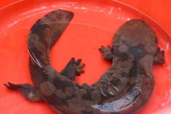 冠纹娃娃鱼好养吗，饲养起来有一定难度