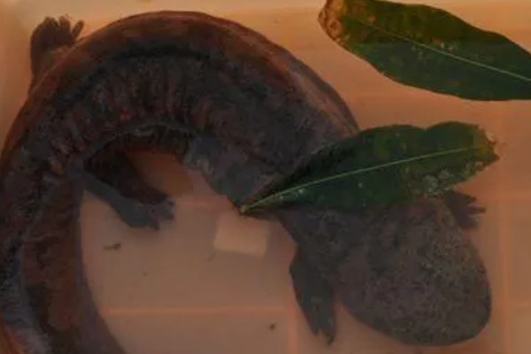 冠纹娃娃鱼好养吗，饲养起来有一定难度