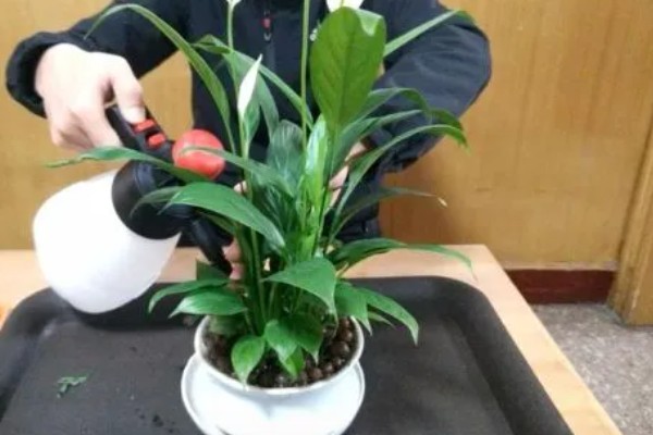 白掌的叶子为什么枯黄萎蔫,可能是受到暴晒、湿度较低等因素造成