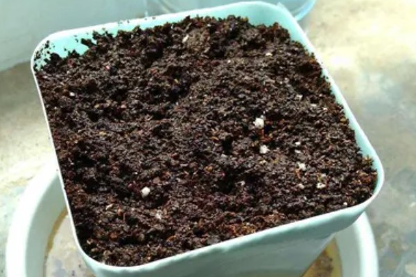 三七盆栽如何种植，花盆深度最好在三十厘米左右