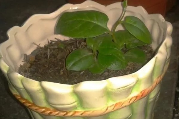 三七盆栽如何种植，花盆深度最好在三十厘米左右