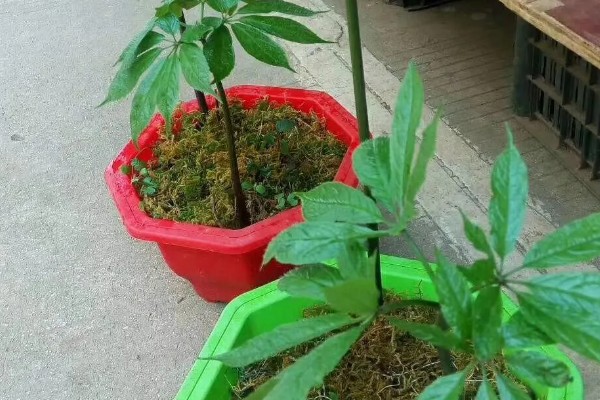 三七盆栽如何种植，花盆深度最好在三十厘米左右