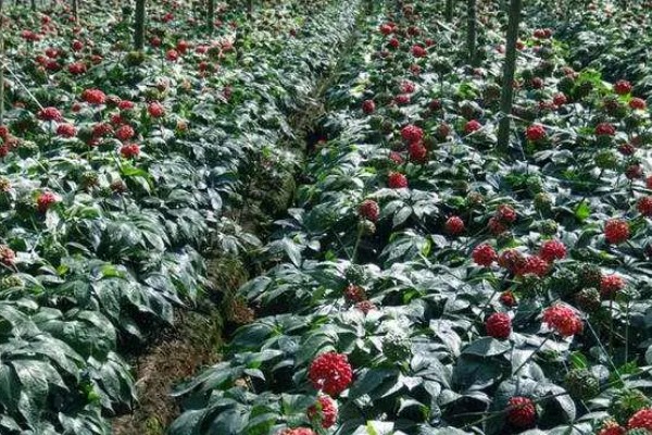 三七盆栽如何种植，花盆深度最好在三十厘米左右