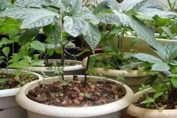 三七盆栽如何种植，花盆深度最好在三十厘米左右