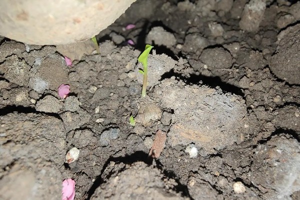 三七盆栽如何种植，花盆深度最好在三十厘米左右