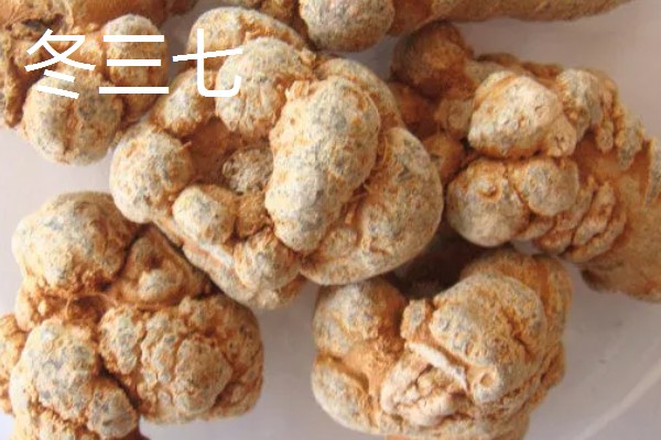 三七盆栽如何种植，花盆深度最好在三十厘米左右