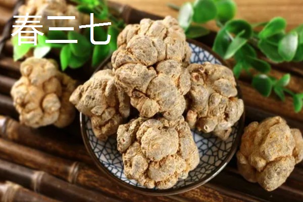 三七盆栽如何种植，花盆深度最好在三十厘米左右