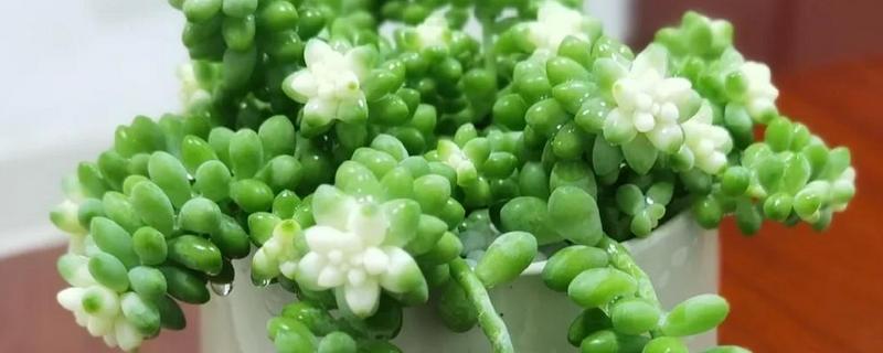 玉缀多肉叶子为什么一碰就掉,可能是栽种土壤板结所致