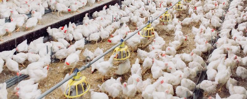 快速型肉鸡的养殖要点，把鸡舍温度保持在33-35℃