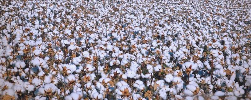 田里有哪些植物，有棉花、高粱、黄瓜等