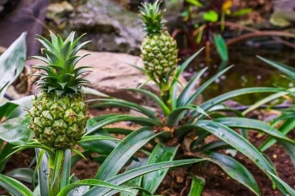 菠萝露地种植要点，光照充足才能生长良好