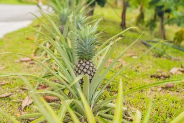 菠萝露地种植要点，光照充足才能生长良好
