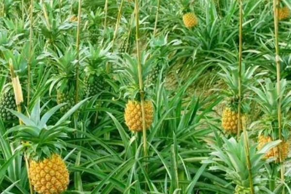 菠萝露地种植要点，光照充足才能生长良好