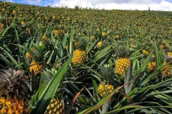 菠萝露地种植要点，光照充足才能生长良好