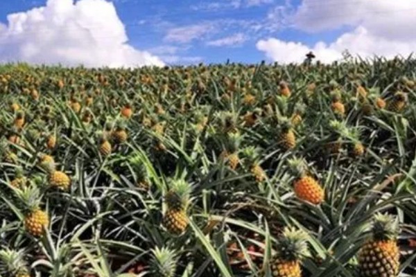 菠萝露地种植要点，光照充足才能生长良好