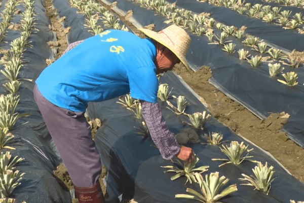 菠萝露地种植要点，光照充足才能生长良好
