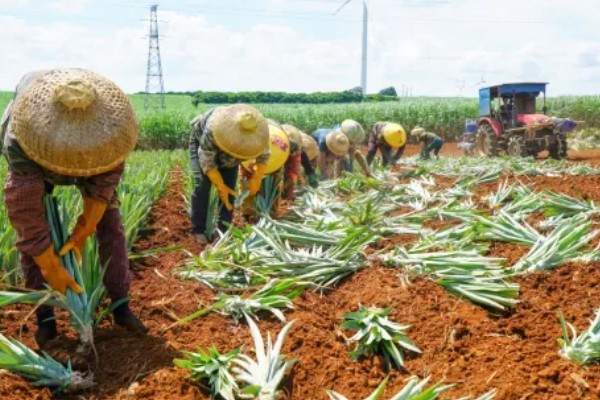 菠萝露地种植要点，光照充足才能生长良好