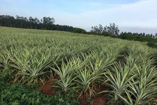 菠萝露地种植要点，光照充足才能生长良好