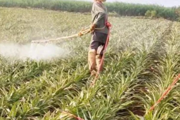 菠萝露地种植要点，光照充足才能生长良好