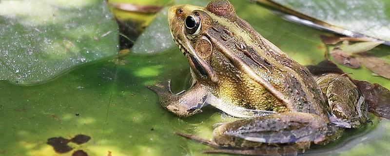 青蛙的生长过程，要经过受精卵、蝌蚪等阶段