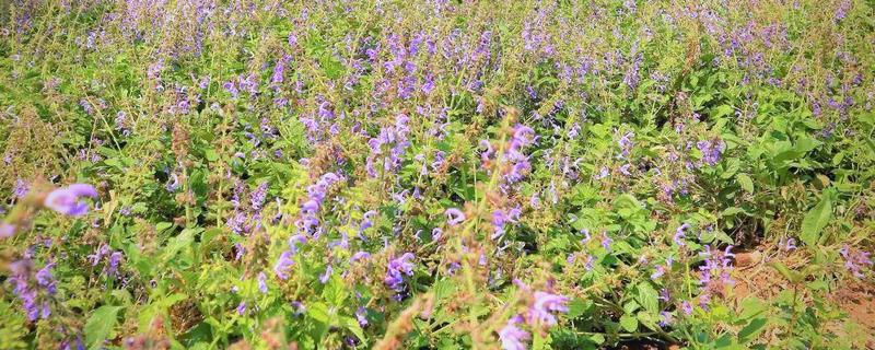 种植丹参用哪种肥料，可用有机肥、硫酸钾复合肥等