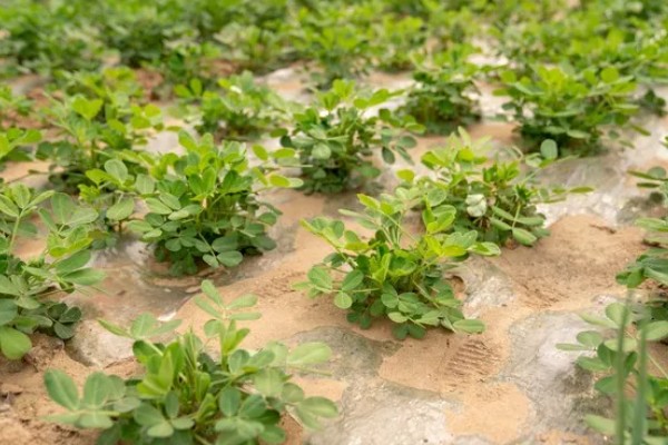 花生几月份收获，在8-10月份收获