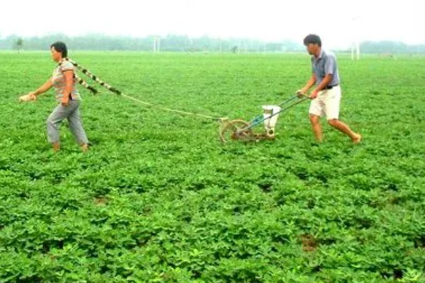 花生几月份收获，在8-10月份收获