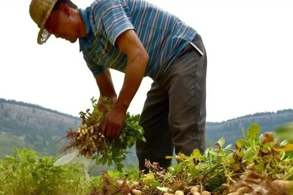 花生几月份收获，在8-10月份收获