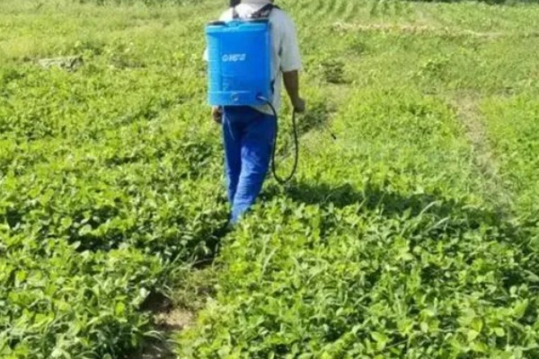 花生几月份收获，在8-10月份收获