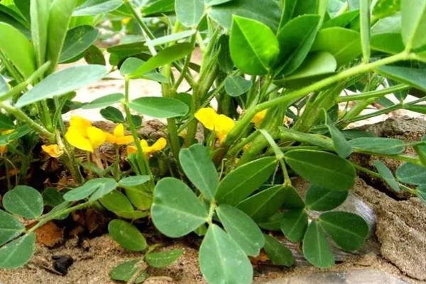 花生几月份收获，在8-10月份收获