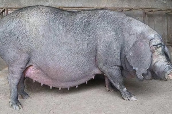 母猪配种成功的表现，不再发情且腹部逐渐增大便代表受孕