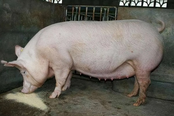 母猪配种成功的表现，不再发情且腹部逐渐增大便代表受孕