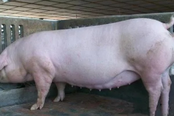 母猪配种成功的表现，不再发情且腹部逐渐增大便代表受孕