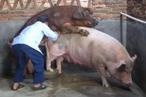 母猪配种成功的表现，不再发情且腹部逐渐增大便代表受孕