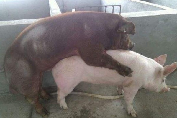 母猪配种成功的表现，不再发情且腹部逐渐增大便代表受孕