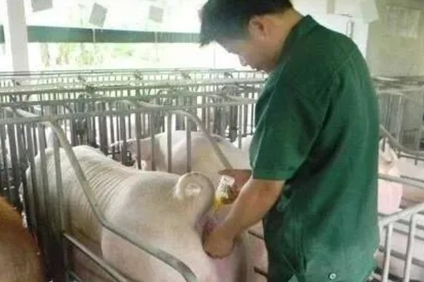 母猪配种成功的表现，不再发情且腹部逐渐增大便代表受孕