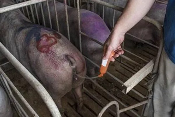 母猪配种成功的表现，不再发情且腹部逐渐增大便代表受孕