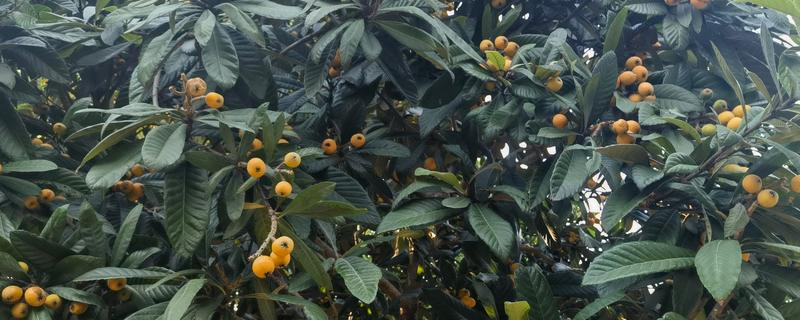 枇杷树脱皮的原因，是由于发生病虫害导致的