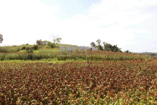 高粱的亩产量，一般能达到800斤左右