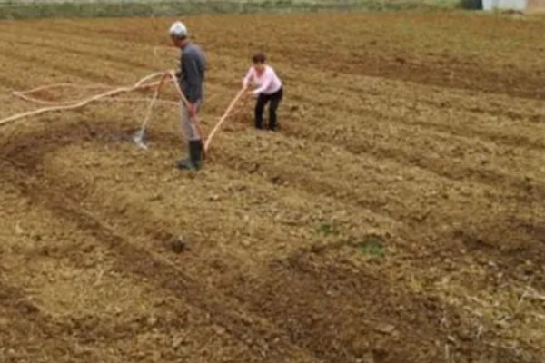 高粱的亩产量，一般能达到800斤左右