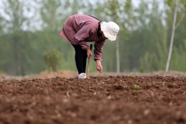 高粱的亩产量，一般能达到800斤左右