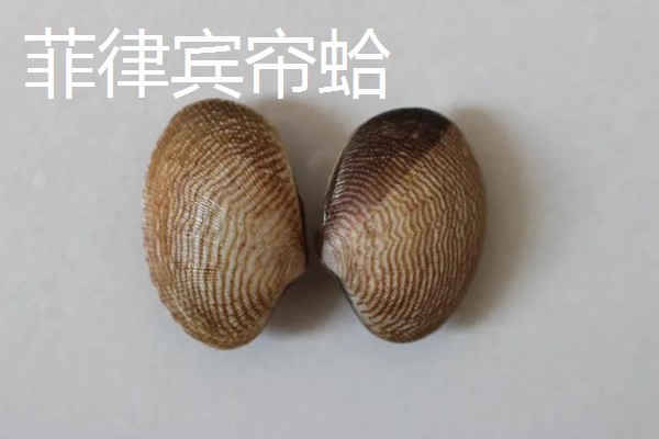 菲律宾帘蛤与小眼花帘蛤的区别，分布范围和外形特点均不同