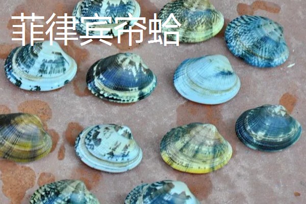 菲律宾帘蛤与小眼花帘蛤的区别，分布范围和外形特点均不同